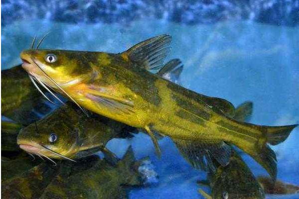 黃顙魚湯怎么做好吃又簡單 黃顙魚的家常做法大全