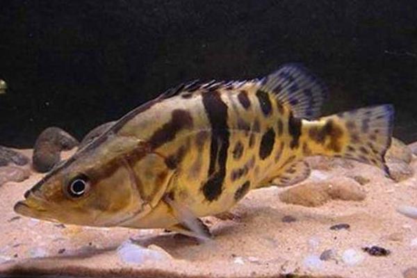 鱖魚怎么養 鱖魚養殖技術