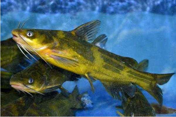 黃顙魚怎么釣 黃顙魚餌料配方