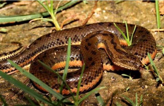 夢見水蛇是什么意思 女人做夢夢到水蛇追我有什么預兆（是胎夢嗎）