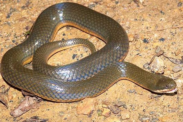 夢見水蛇是什么意思 女人做夢夢到水蛇追我有什么預兆（是胎夢嗎）