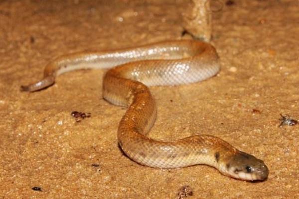 夢見水蛇是什么意思 女人做夢夢到水蛇追我有什么預兆（是胎夢嗎）