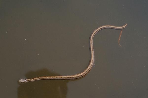 夢見水蛇是什么意思 女人做夢夢到水蛇追我有什么預兆（是胎夢嗎）