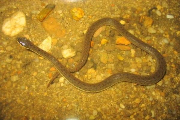 夢見水蛇是什么意思 女人做夢夢到水蛇追我有什么預兆（是胎夢嗎）