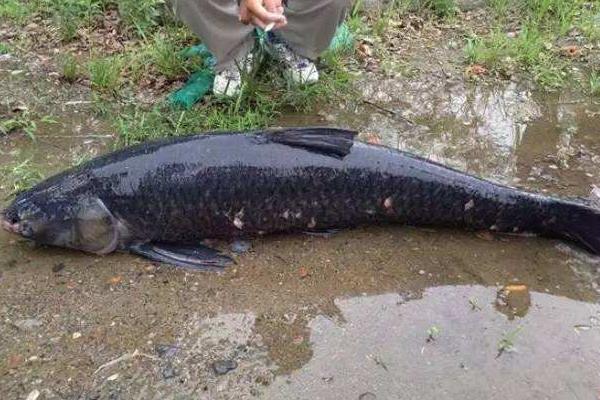 青魚刺多嗎 青魚是海魚嗎