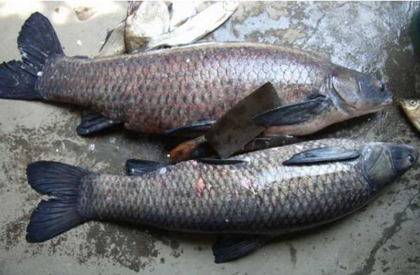 青魚刺多嗎 青魚是海魚嗎