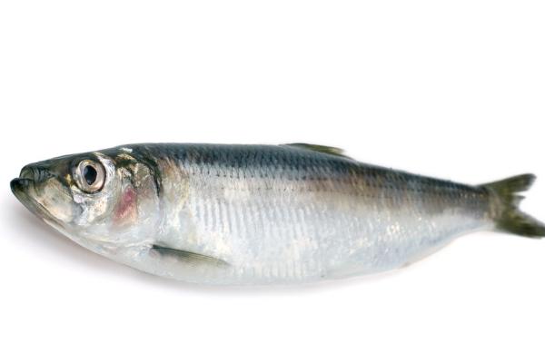 青魚刺多嗎 青魚是海魚嗎