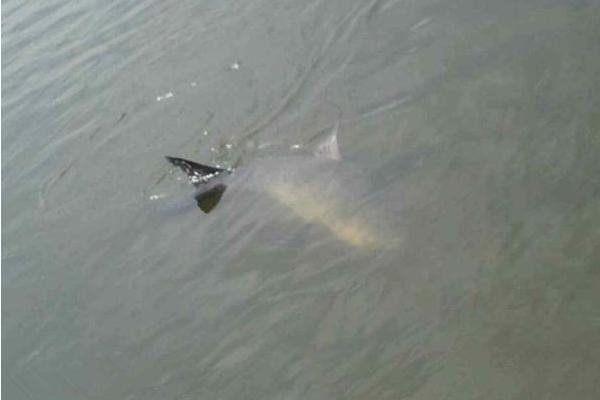 青魚釣底還是釣浮 青魚不開口怎么辦 釣青魚用什么小藥