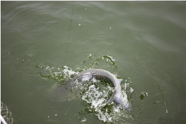 青魚釣底還是釣浮 青魚不開口怎么辦 釣青魚用什么小藥