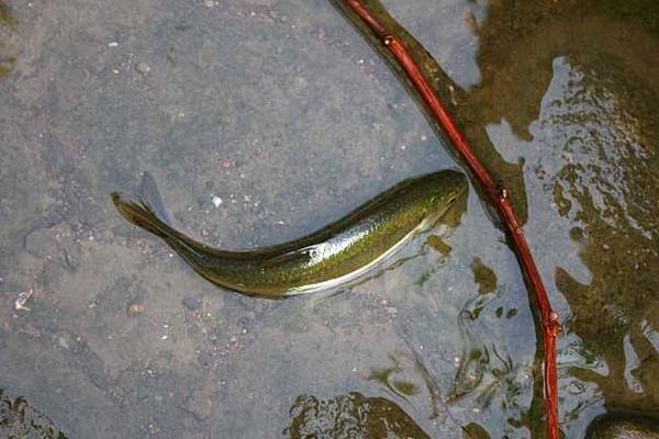 青魚釣底還是釣浮 青魚不開口怎么辦 釣青魚用什么小藥