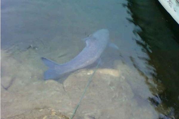青魚釣底還是釣浮 青魚不開口怎么辦 釣青魚用什么小藥