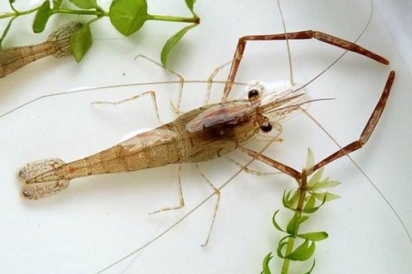 河蝦怎么養 淡水河蝦養殖技術