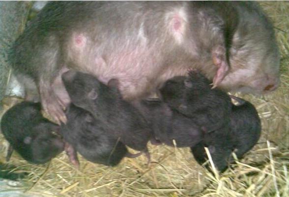 為什么竹鼠會吃幼仔 竹鼠拉串串屎是什么病