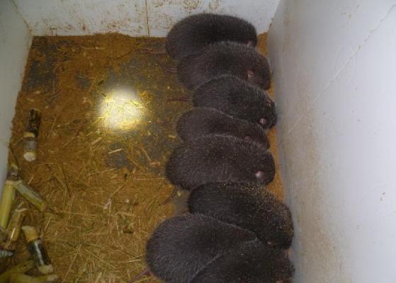 為什么竹鼠會吃幼仔 竹鼠拉串串屎是什么病