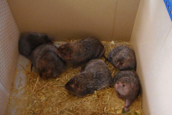 為什么竹鼠會吃幼仔 竹鼠拉串串屎是什么病