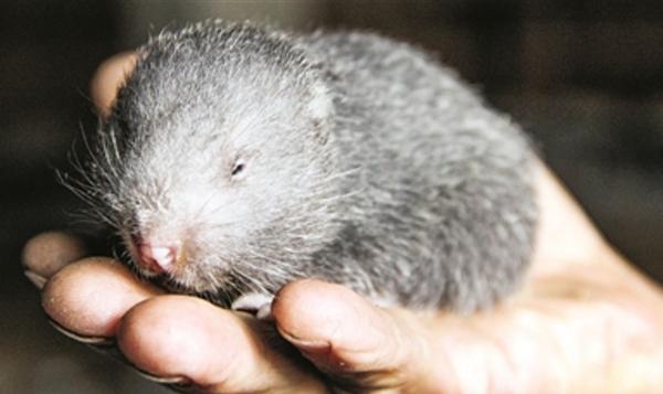 為什么竹鼠會吃幼仔 竹鼠拉串串屎是什么病