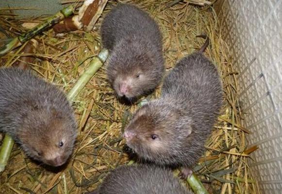 為什么竹鼠會吃幼仔 竹鼠拉串串屎是什么病