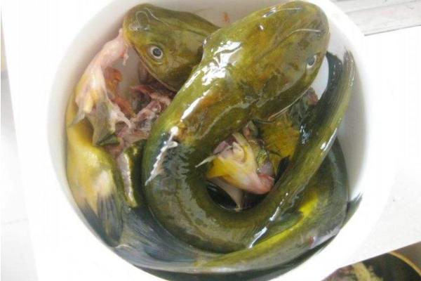 黃顙魚湯功效與作用 黃顙魚營養(yǎng)價值