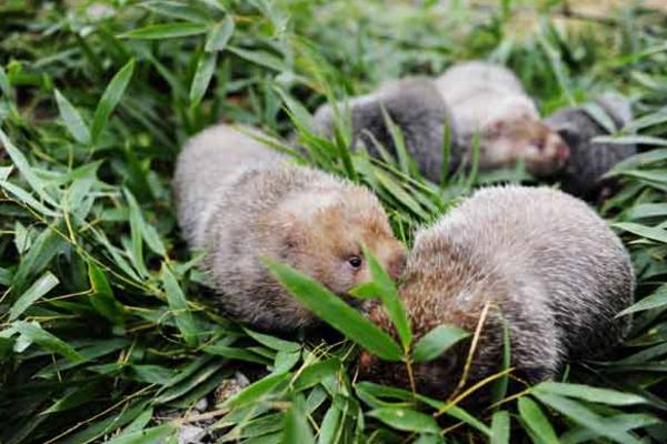 孕婦可以吃竹鼠嗎 女人吃竹鼠的營養價值