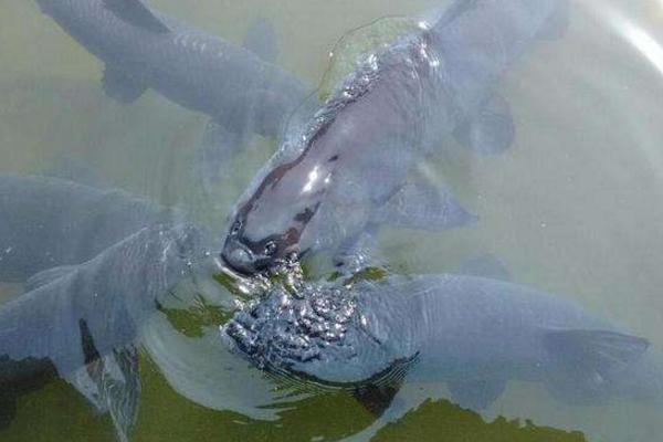 釣黑坑青魚如何調漂 青魚喜歡什么味型