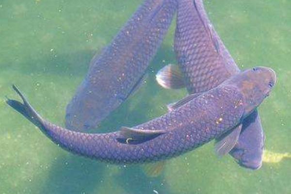 烏青魚(yú)市場(chǎng)價(jià)格多少錢(qián)一斤 烏青魚(yú)功效與作用及營(yíng)養(yǎng)價(jià)值