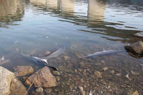 鴨嘴魚怎么釣 鴨嘴魚能吃嗎 鴨嘴魚怎么殺