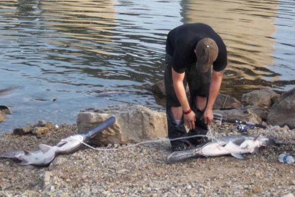 鴨嘴魚怎么釣 鴨嘴魚能吃嗎 鴨嘴魚怎么殺