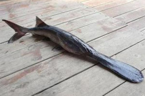 鴨嘴魚怎么釣 鴨嘴魚能吃嗎 鴨嘴魚怎么殺