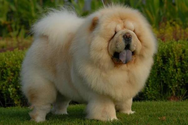 松獅吃什么狗糧好 松獅犬能長多大