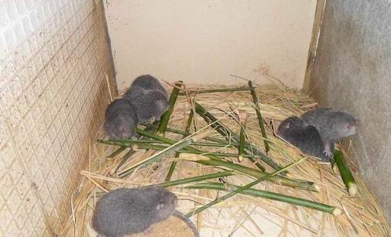 孕婦可以吃竹鼠嗎 女人吃竹鼠的營養價值