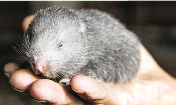 孕婦可以吃竹鼠嗎 女人吃竹鼠的營養價值