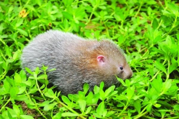 竹鼠可以當寵物嗎 竹鼠咬人需要打針