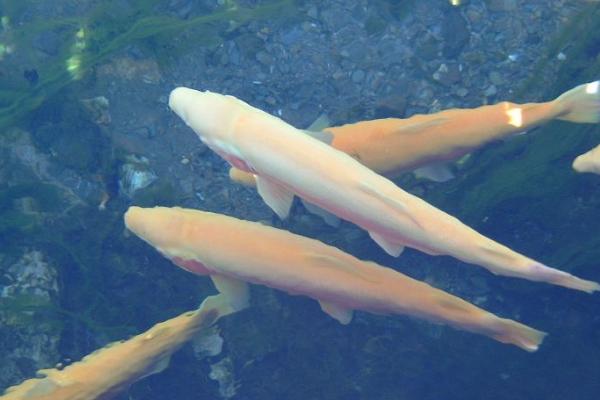 虹鱒魚養殖成本多少 養殖虹鱒魚利潤怎么樣