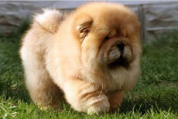 松獅認主后的表現是什么 松獅兇嗎 松獅為什么愛咬人