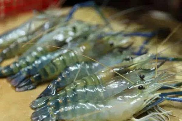 羅氏沼蝦養殖技術 羅氏沼蝦養殖每畝成本分析