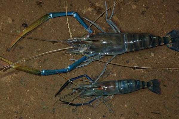 羅氏沼蝦養殖技術 羅氏沼蝦養殖每畝成本分析