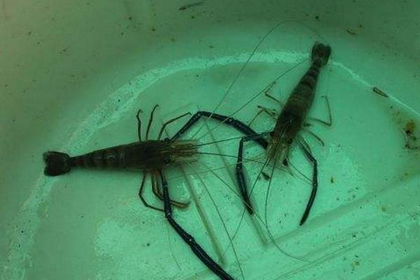 羅氏沼蝦養殖技術 羅氏沼蝦養殖每畝成本分析