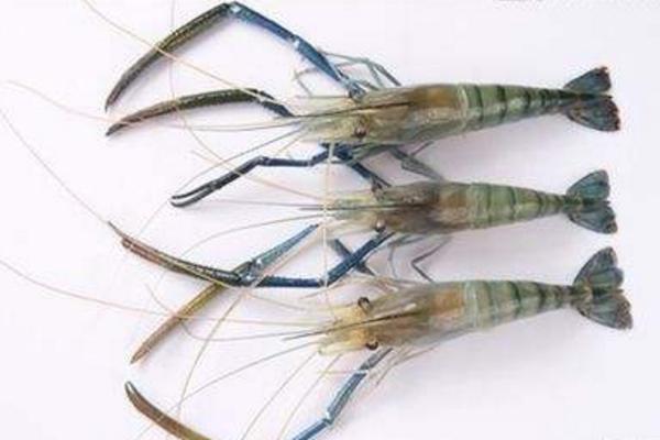 羅氏沼蝦養殖技術 羅氏沼蝦養殖每畝成本分析