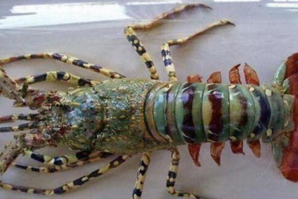 青龍蝦和紅龍蝦的區別是什么 青龍蝦好還是紅龍蝦好（哪個貴）