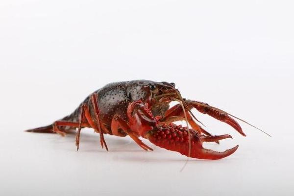 青龍蝦和紅龍蝦的區別是什么 青龍蝦好還是紅龍蝦好(哪個貴)