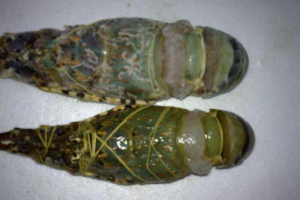 青龍蝦和紅龍蝦的區別是什么 青龍蝦好還是紅龍蝦好(哪個貴)