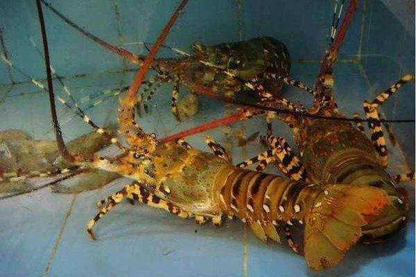 青龍蝦和紅龍蝦的區別是什么 青龍蝦好還是紅龍蝦好(哪個貴)