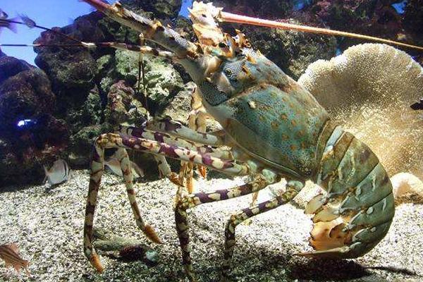 青龍蝦和紅龍蝦的區別是什么 青龍蝦好還是紅龍蝦好(哪個貴)