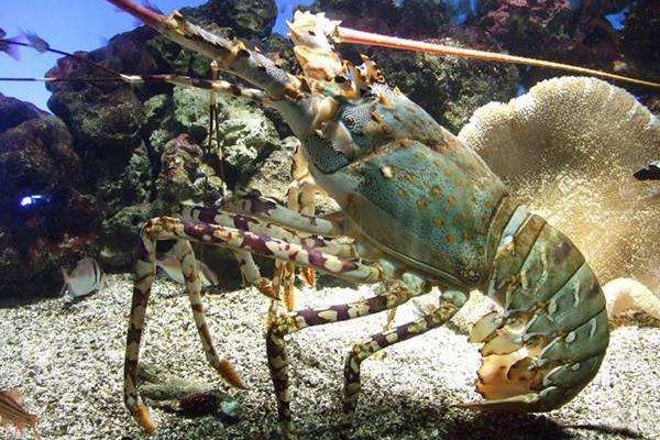 青龍蝦市場價格多少錢一斤 小青龍是什么龍蝦