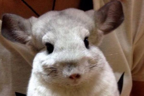 龍貓和倉(cāng)鼠的區(qū)別是什么 龍貓什么顏色最貴