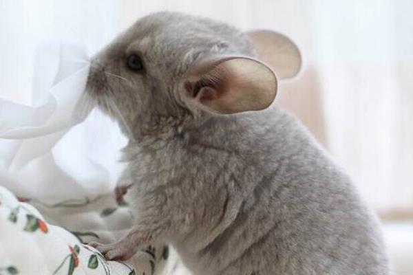 龍貓和倉(cāng)鼠的區(qū)別是什么 龍貓什么顏色最貴