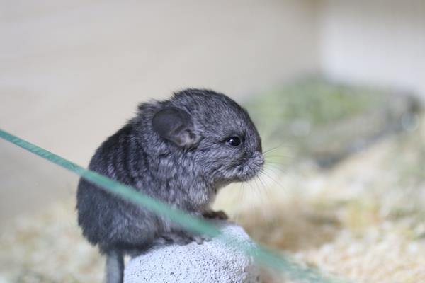 龍貓和倉(cāng)鼠的區(qū)別是什么 龍貓什么顏色最貴