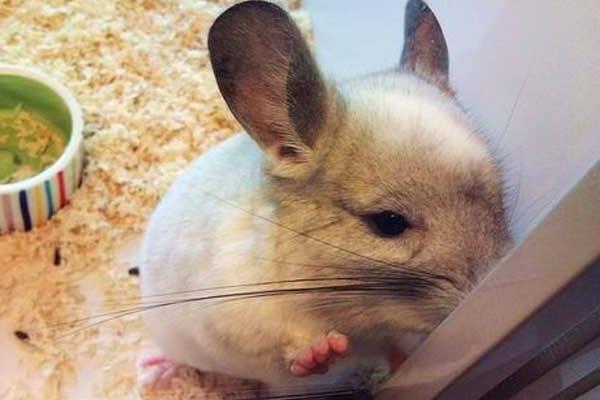 龍貓和倉(cāng)鼠的區(qū)別是什么 龍貓什么顏色最貴