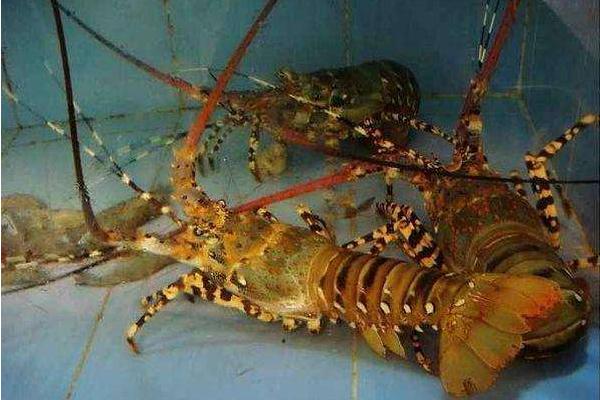 青龍蝦市場價格多少錢一斤 小青龍是什么龍蝦