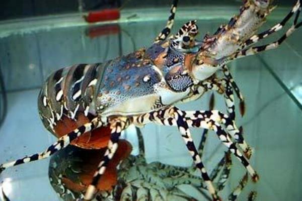 青龍蝦市場價格多少錢一斤 小青龍是什么龍蝦